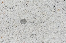 White Mosaic